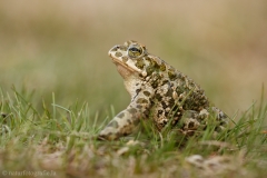 39 Wechselkroete - Bufo viridis