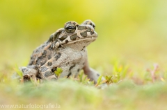 110 Wechselkröte - Bufo viridis