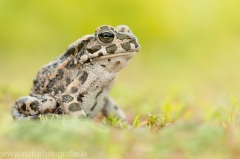 111 Wechselkröte - Bufo viridis