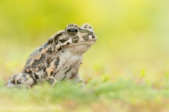 112 Wechselkröte - Bufo viridis