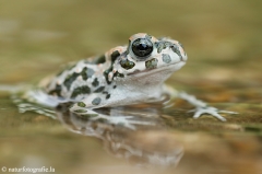 40 Wechselkroete - Bufo viridis