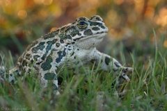 41 Wechselkroete - Bufo viridis