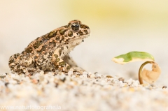 45 Wechselkroete - Bufo viridis