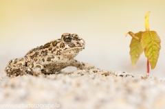 46 Wechselkroete - Bufo viridis