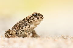 47 Wechselkroete - Bufo viridis