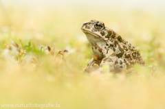 48 Wechselkroete - Bufo viridis