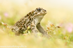 49 Wechselkroete - Bufo viridis