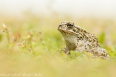 50 Wechselkroete - Bufo viridis