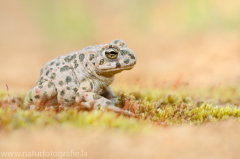 161 Wechselkröte - Bufotes viridis