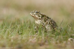 43 Wechselkroete - Bufo viridis