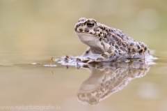 133 Wechselkröte - Bufo viridis