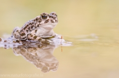 131 Wechselkröte - Bufo viridis