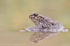 132 Wechselkröte - Bufo viridis