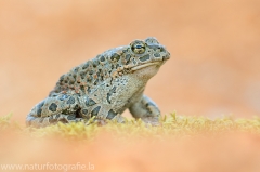 143 Wechselkröte - Bufotes viridis