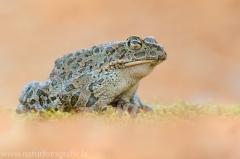 142 Wechselkröte - Bufotes viridis