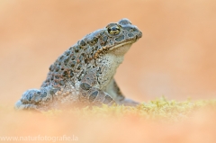 144 Wechselkröte - Bufotes viridis