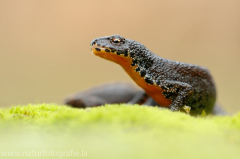 25 Bergmolch - Ichthyosaura alpestris ♀