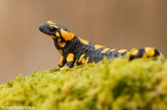 7 Feuersalamander