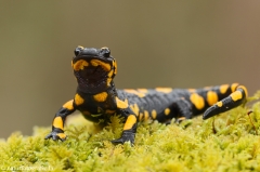 8 Feuersalamander