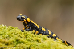 9 Feuersalamander