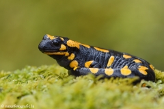 10 Feuersalamander