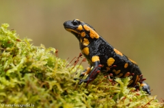 15 Feuersalamander