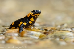 2 Feuersalamander - Salamandra salamandra