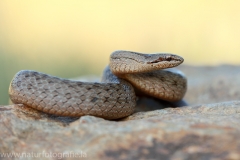 11 Schlingnatter - Coronella austriaca