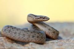 13 Schlingnatter - Coronella austriaca