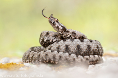 171 Europäische Hornotter - Vipera ammodytes