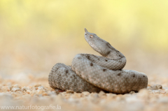 172 Europäische Hornotter - Vipera ammodytes