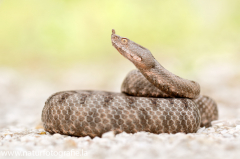 173 Europäische Hornotter - Vipera ammodytes