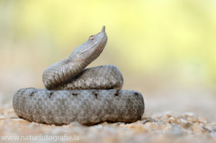 174 Europäische Hornotter - Vipera ammodytes