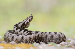 175 Europäische Hornotter - Vipera ammodytes