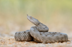 176 Europäische Hornotter - Vipera ammodytes