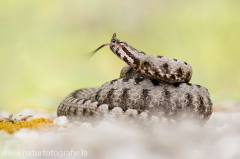 179 Europäische Hornotter - Vipera ammodytes