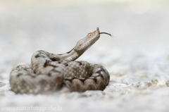 180 Europäische Hornotter - Vipera ammodytes