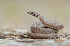 Girondische Glattnatter - Schlingnatter - Coronella girondica