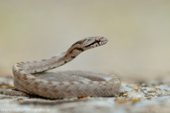 189 Girondische Glattnatter - Coronella girondica