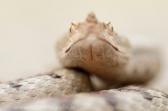 149 Europäische Hornotter - Vipera ammodytes