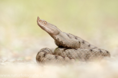 160 Europäische Hornotter - Vipera ammodytes