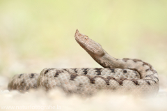 150 Europäische Hornotter - Vipera ammodytes