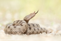 151 Europäische Hornotter - Vipera ammodytes