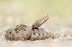 154 Europäische Hornotter - Vipera ammodytes