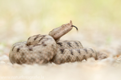 155 Europäische Hornotter - Vipera ammodytes