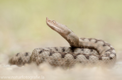 156 Europäische Hornotter - Vipera ammodytes