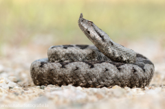 Europäische Hornotter - Vipera ammodytes