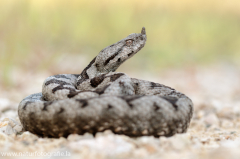 184 Europäische Hornotter - Vipera ammodytes