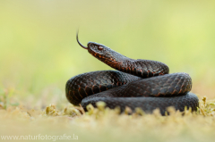 161 Kreuzotter - Vipera berus ♂