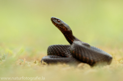 162 Kreuzotter - Vipera berus ♂